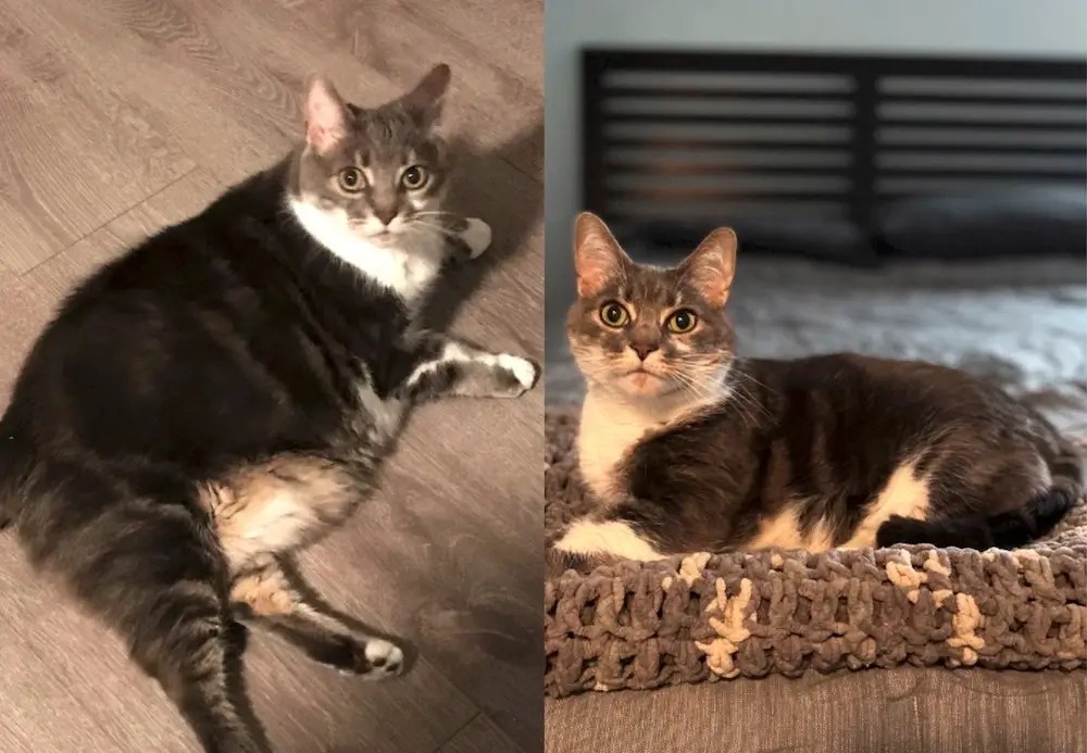 How to Help a Cat Lose Weight Effective Weight Loss Plan